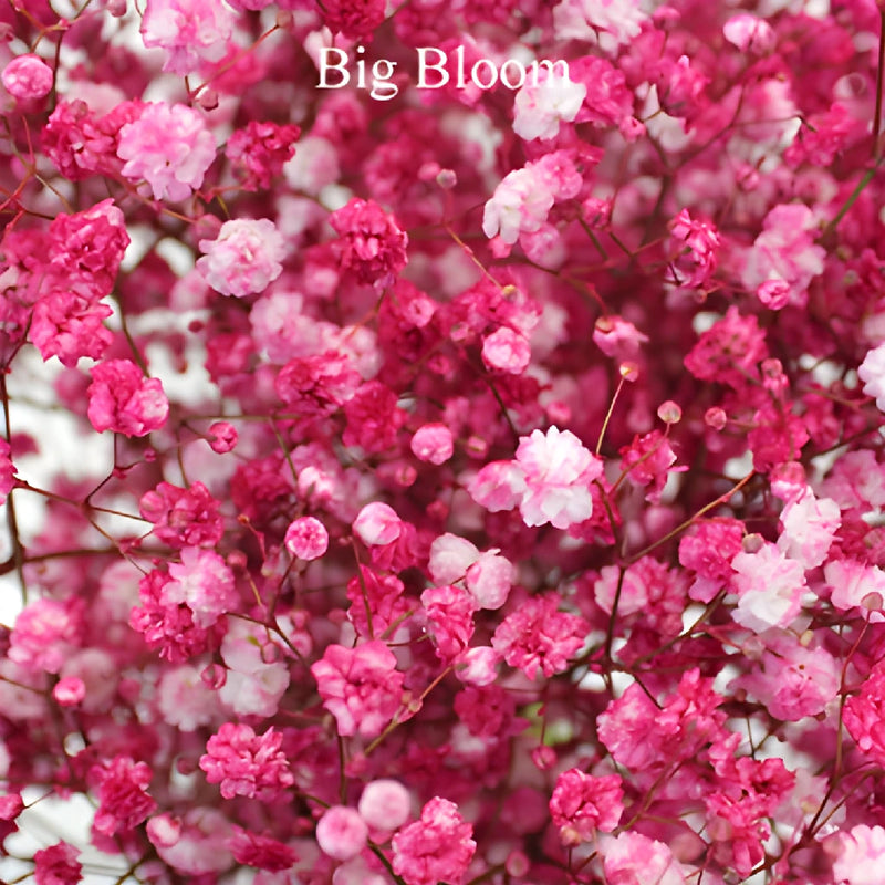 Hot Pink Airbrushed Baby's Breath Flower