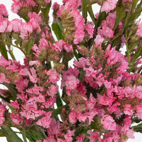 Hot Pink Tissue Culture Statice Flower Close Up - Image
