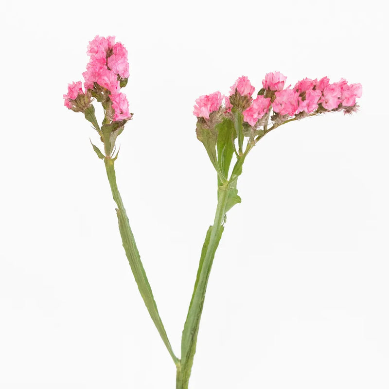 Hot Pink Tissue Culture Statice Flower Stem - Image