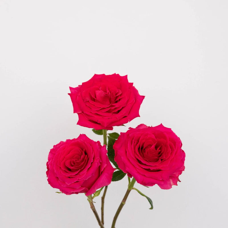 Hot Pink Valentines Day Rose Special Stem - Image