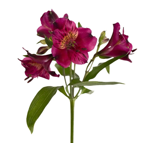 Hot Raspberry Alstroemeria Flowers Stem - Image