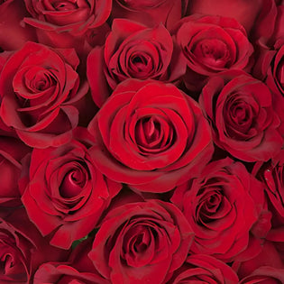 Hot Red Valentines Day Rose Special