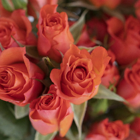 Hot Salmon Orange Petite Rose Close Up - Image