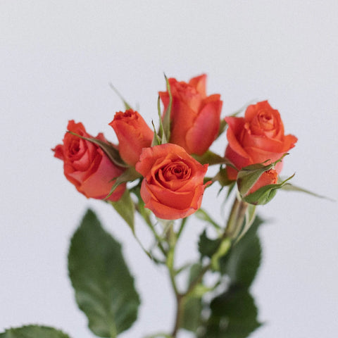 Hot Salmon Orange Petite Rose Stem - Image