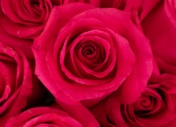 Hot Shot Rose Novelty Rose Close Up - Image