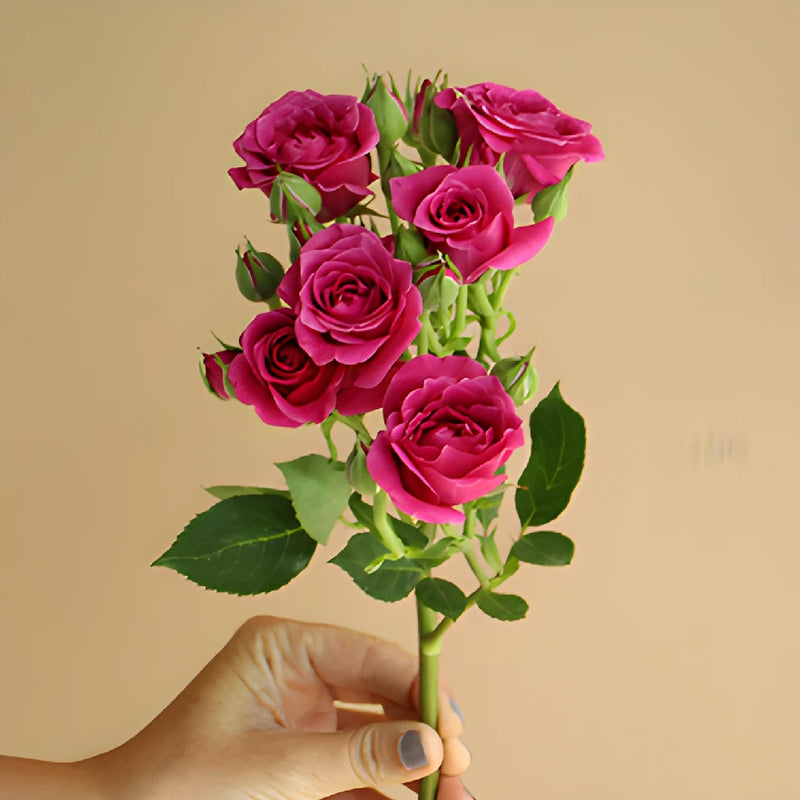 Hot Majolika hot pink Rose Stem