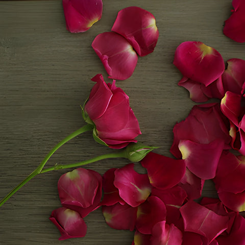 Hot Majolika hot pink Rose Bunch