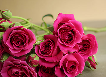 Hot Majolika hot pink Roses up close