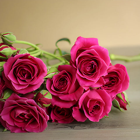 Hot Majolika hot pink Roses up close