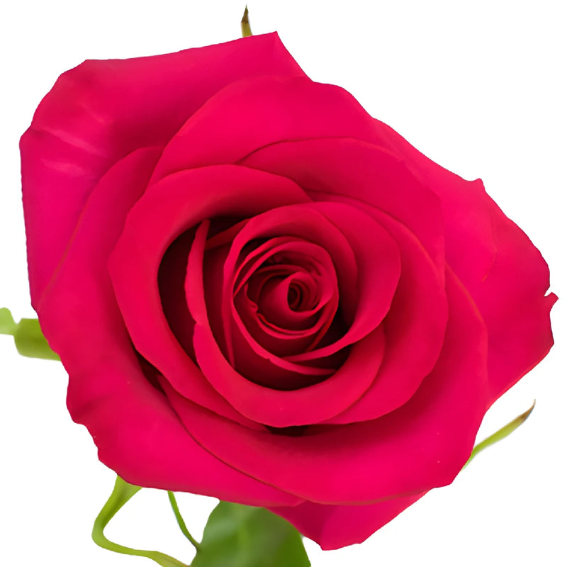 Hot Paris Fresh Cut Rose