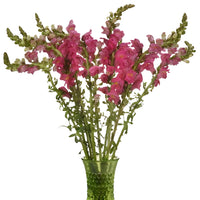Snapdragon Hot Pink Flower