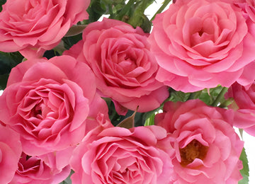 Hot Pink Spray Roses