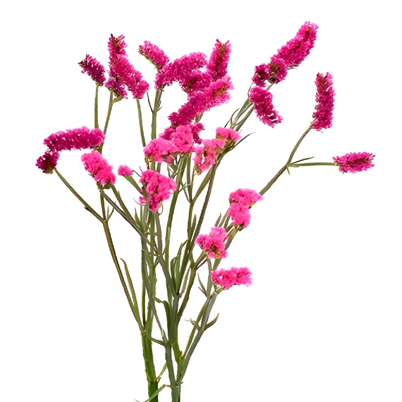 Bright Pink Tinted Statice Flower