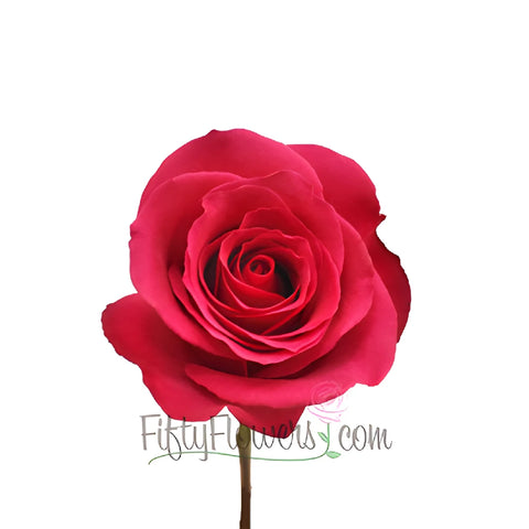 Hot Princess Pink Rose