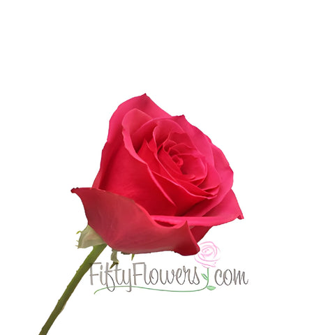 Hot Princess Pink Rose