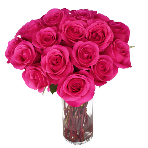 Hot Party Hot Pink Rose