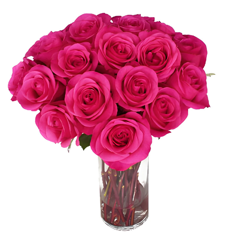 Hot Party Hot Pink Rose