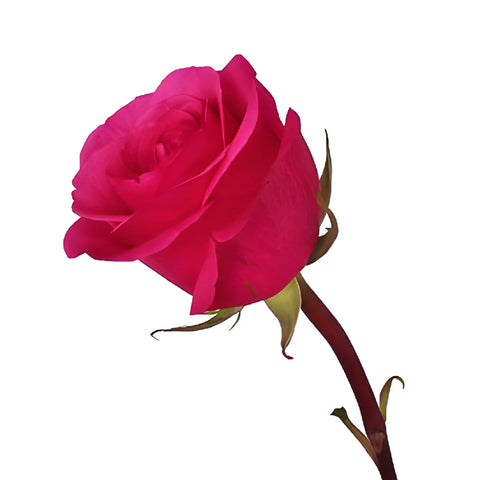Hot Party Hot Pink Rose