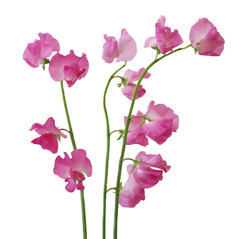 Hot Pink Japanese Sweet Pea Flowers