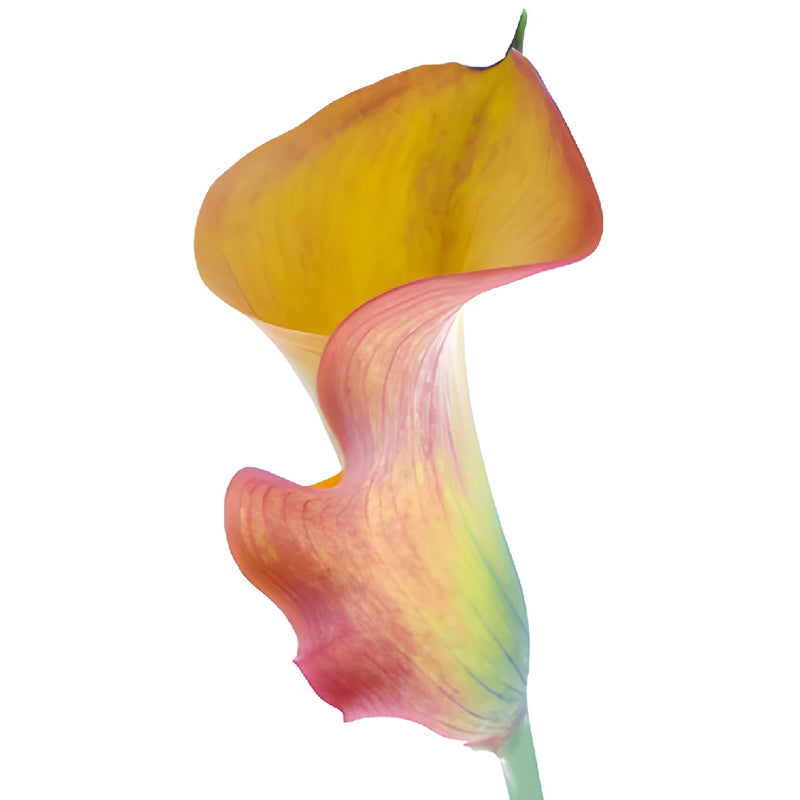 Orange Flame Mini Calla Lily Flower