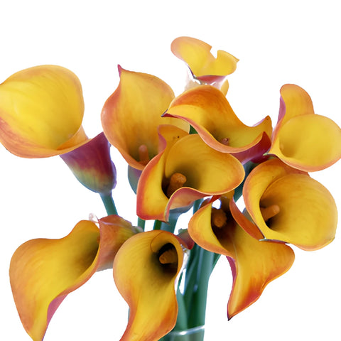 Orange Flame Mini Calla Lily Flower