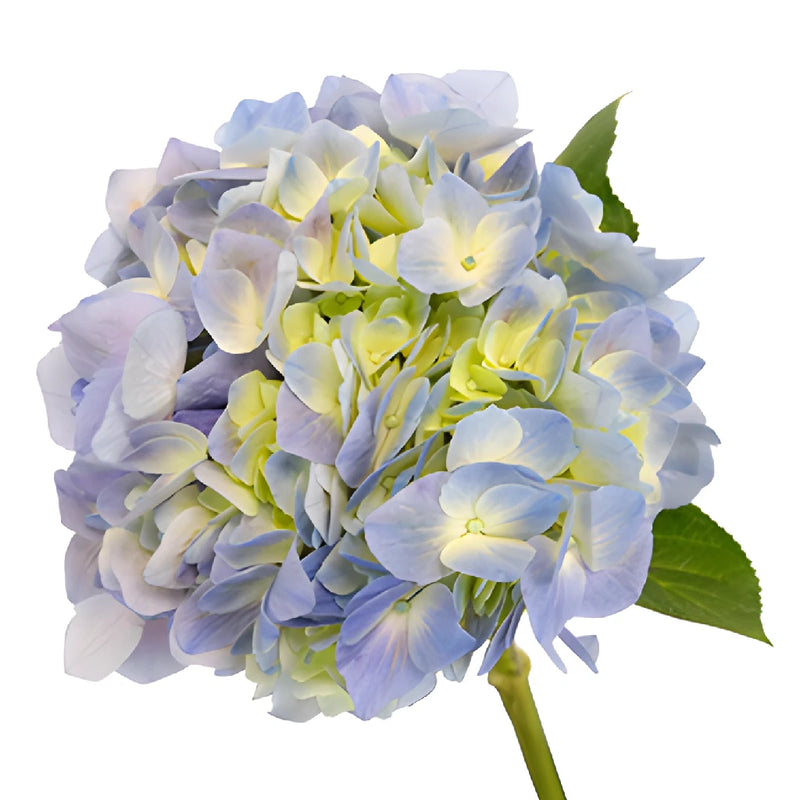 Hues of Lavender Hydrangea Stem View close up