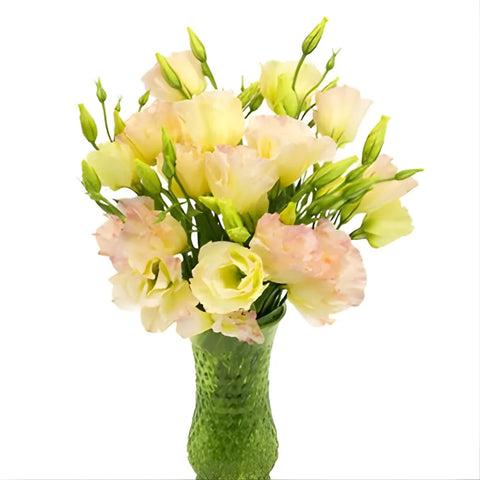 Hues of Apricot Lisianthus Flower