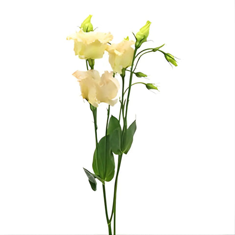 Hues of Apricot Single Lisianthus Flower
