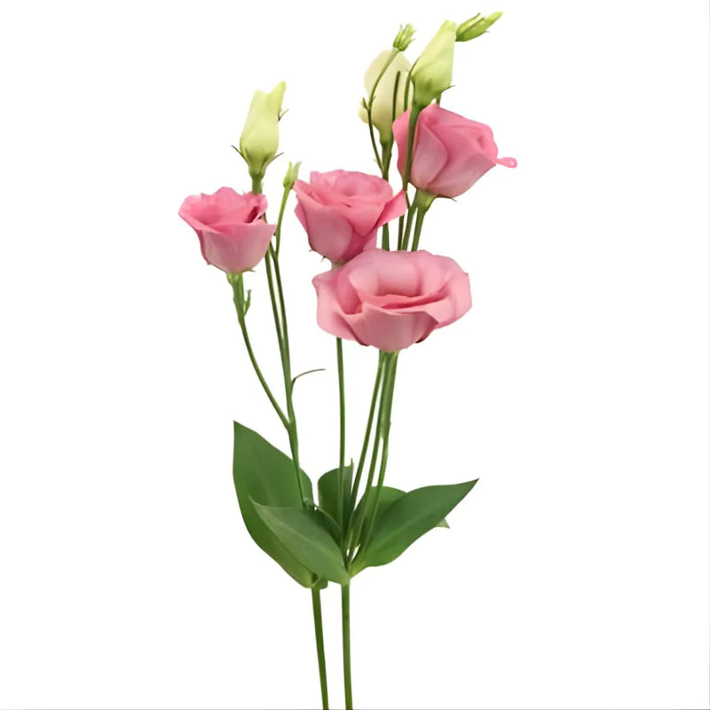 Hues of Pink Bulk Lisianthus Flower