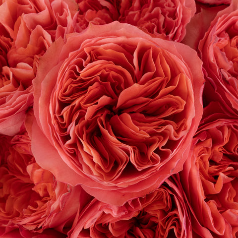 Hues Of Pink Garden Rose Close Up - Image