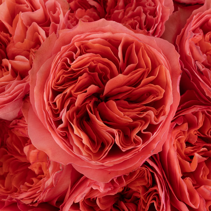 Hues Of Pink Garden Rose Close Up - Image