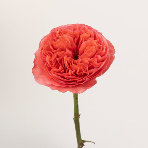 Hues Of Pink Garden Rose Stem - Image