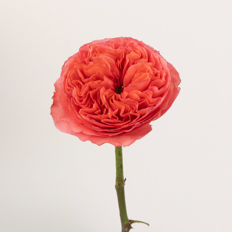 Hues Of Pink Garden Rose Stem - Image