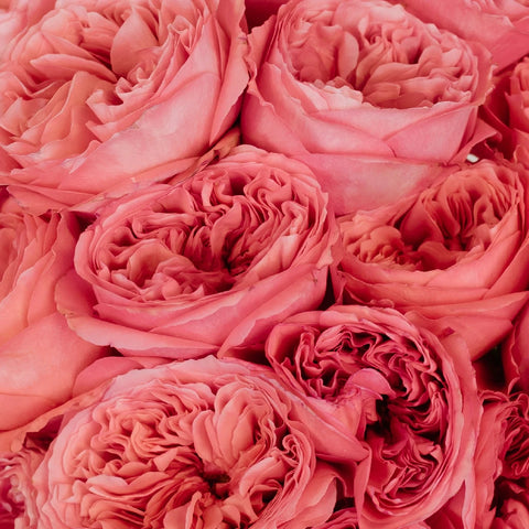 Hues Of Pink Garden Rose Wholesale Close Up - Image