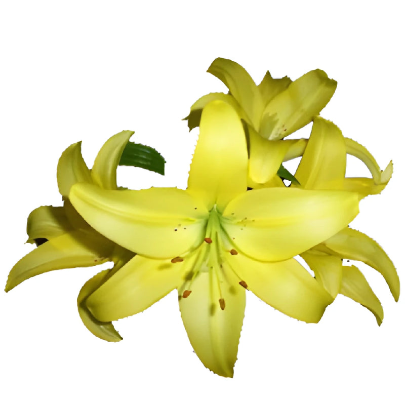 Yellow Bulk Hybrid Lilies