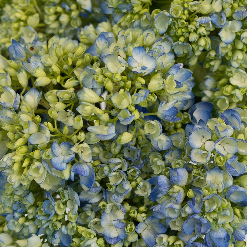 Hydrangea Bicolor Ivory With Hint Of Blue Flower Close Up - Image