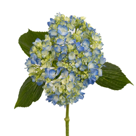 Hydrangea Bicolor Ivory With Hint Of Blue Flower Stem - Image