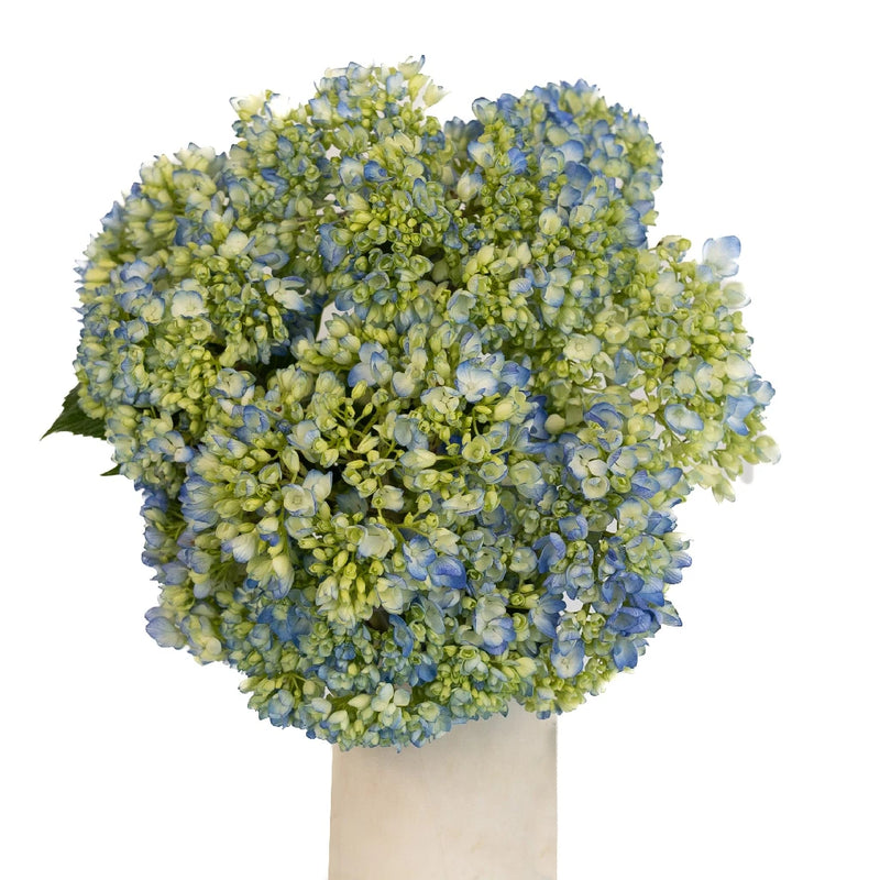 Hydrangea Bicolor Ivory With Hint Of Blue Flower Vase - Image