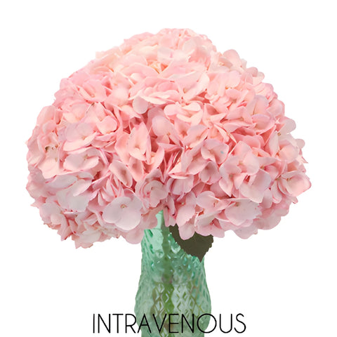 Blush Enhanced Hydrangea Flower in a Vase