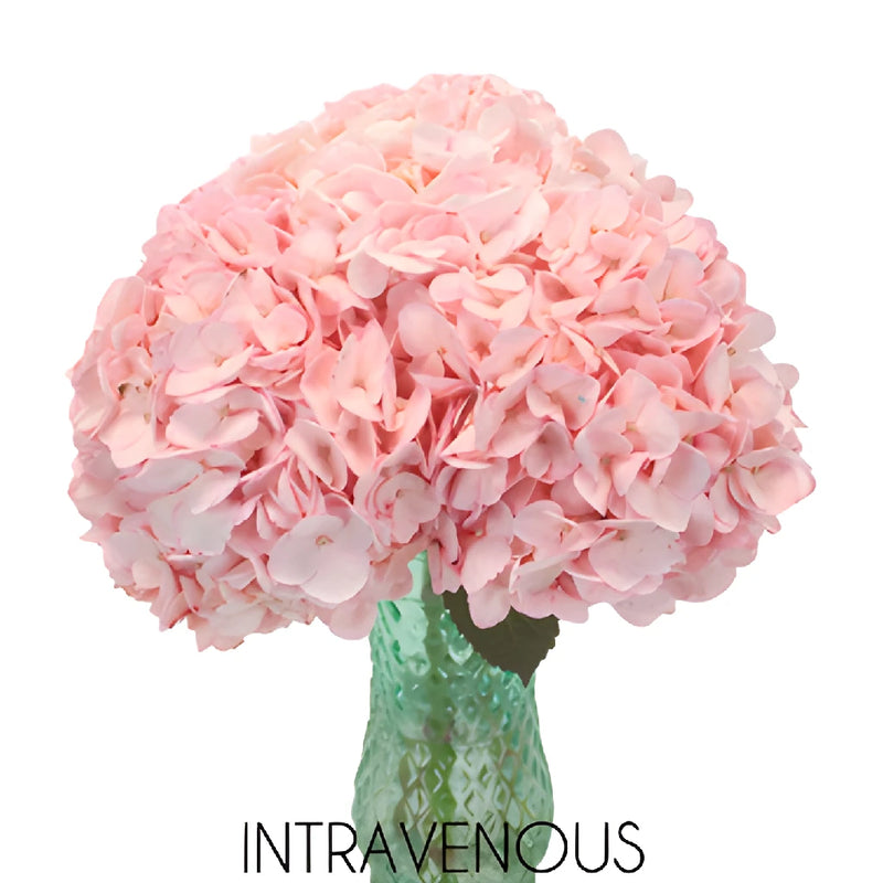 Blush Enhanced Hydrangea Flower in a Vase
