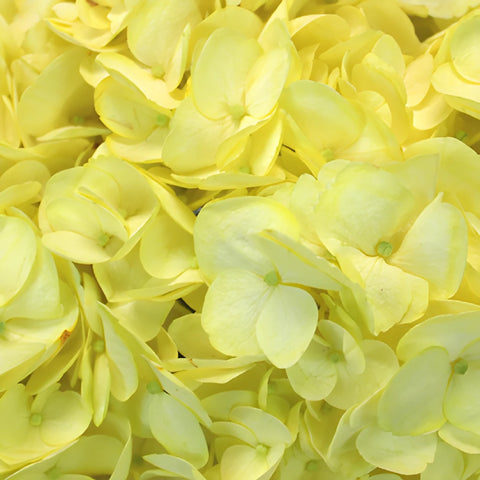 Enhanced Yellow Hydrangea Flower Up Close