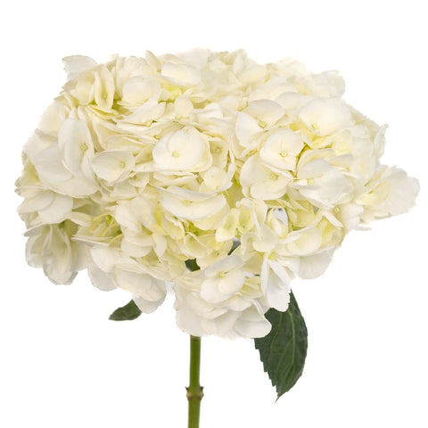 Hydrangea Ivory White Flower Express Delivery Stem - Image