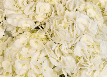 Hydrangea Ivory White Flower Close Up - Image