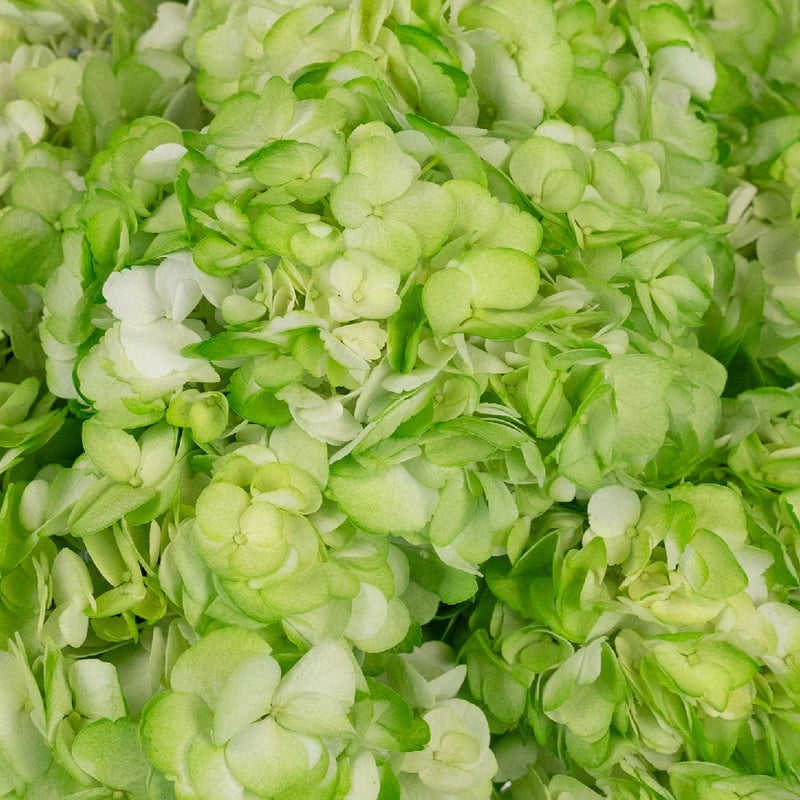 Hydrangea Light Green Airbrushed Close Up - Image