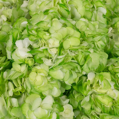 Hydrangea Light Green Airbrushed Close Up - Image