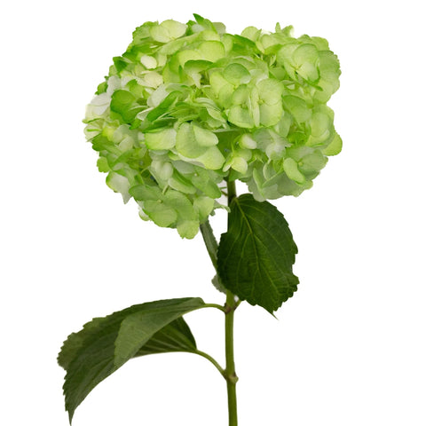 Hydrangea Light Green Airbrushed Stem - Image