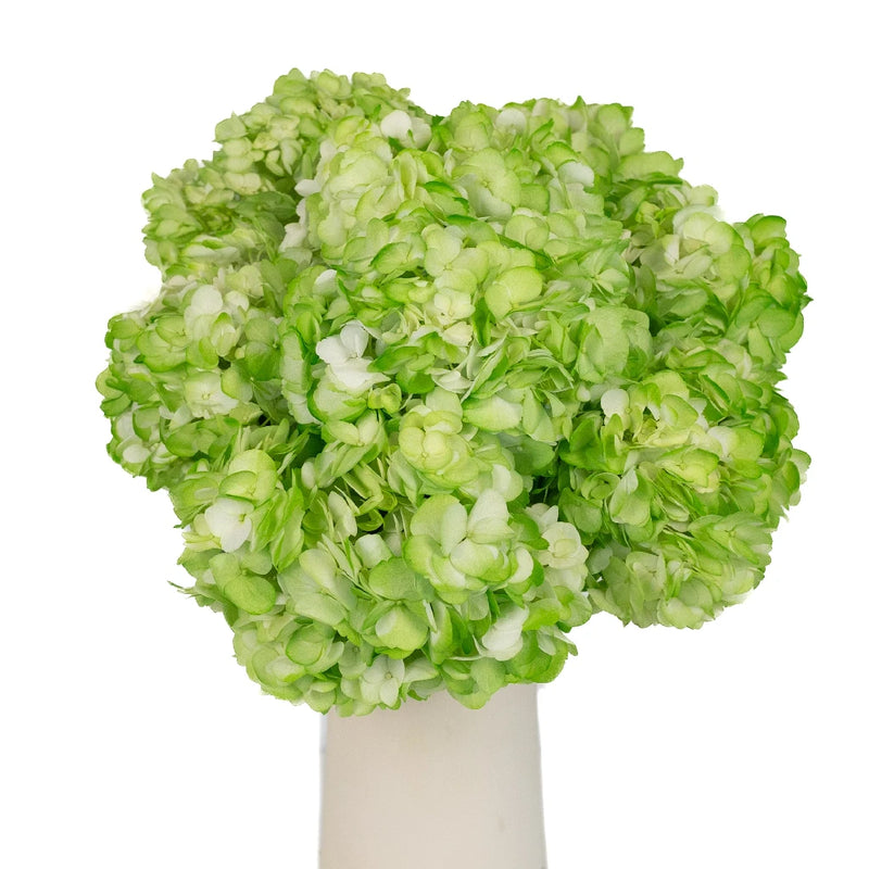 Hydrangea Light Green Airbrushed Vase - Image