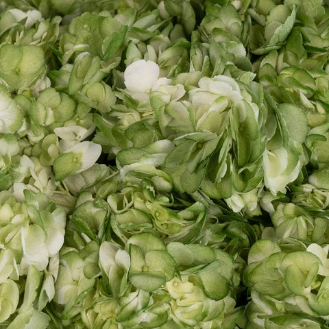 Hydrangea Mossy Green Airbrushed Close Up - Image