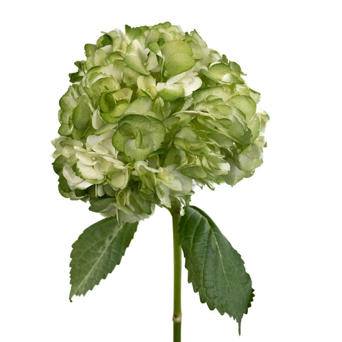 Hydrangea Mossy Green Airbrushed Stem - Image