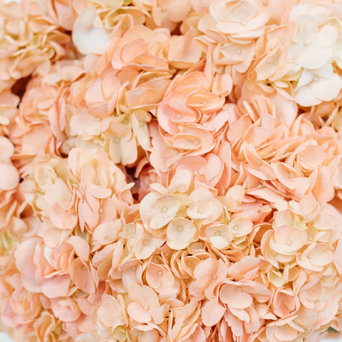 Hydrangea Peach Enhanced Flower Close Up - Image